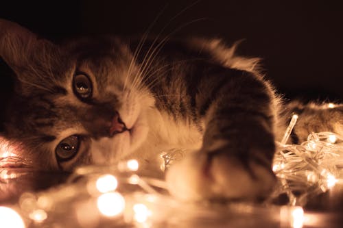 Gray Tabby Cat Lying on White String Lights